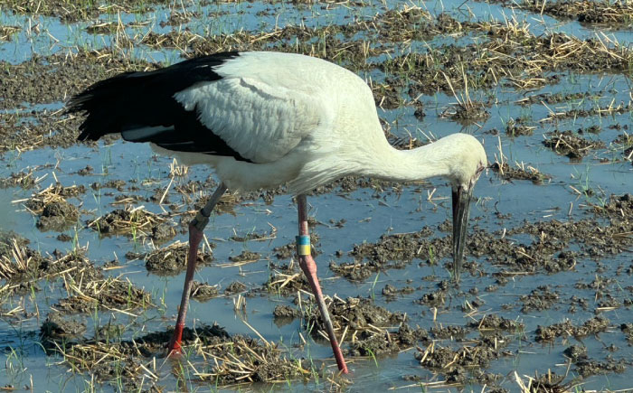 ひのひかり（白米）3kg 【farmY.style】 [IDL005]