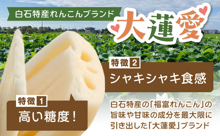 【R8年2月以降発送】泥付きれんこん 大蓮愛 3kg 【池上ファーム】 [IDN001]