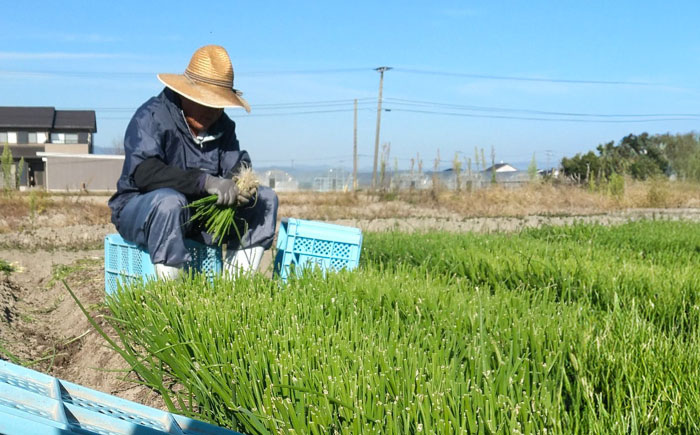 【やさしい玉ねぎ】白石産玉ねぎ 約3kg（Lサイズ）【川崎ファーム】 [IDQ002]