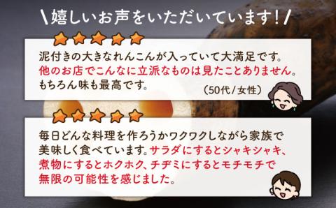 【年内発送】レンコンの名産地！白石町産 泥付き れんこん（3kg） /レンコン 蓮根 佐賀県産 野菜 根菜 高品質 [IZZ011]