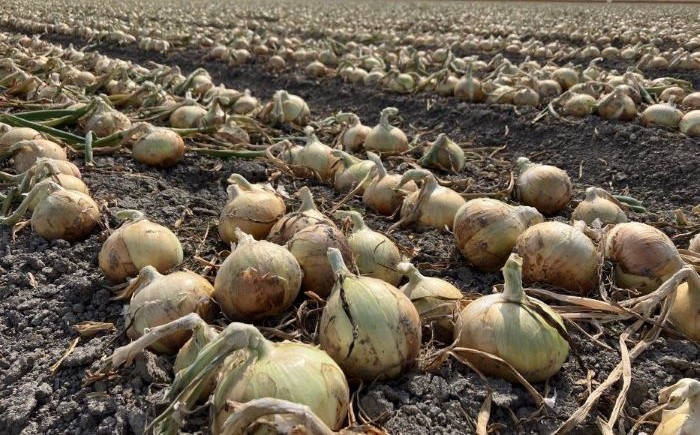 【農家直送！】こだわり 白石玉ねぎ 10kg【れんこんの家やました】 [IAW009]