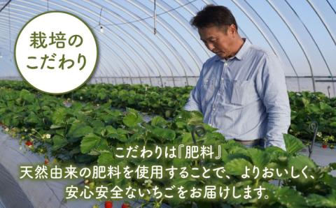 【先行予約】【贅沢2種食べ比べ】白石産冷凍いちご（さがほのか・パールホワイト）750g【ハヤシダファーム】 [IAQ001]
