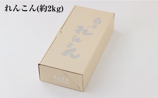 【R8年1月以降発送】おいしさ絶品！こだわりれんこん 約2kg 化粧箱 （白）【黒木農園】泥付き [IAU001]