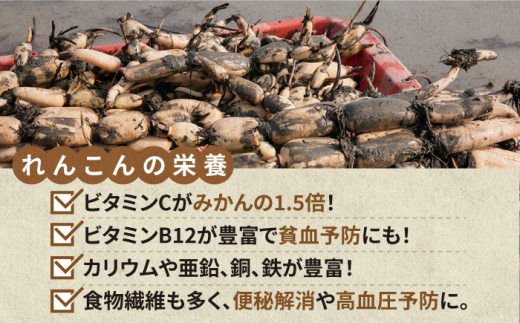 【R8年1月以降発送】ギフトにも！ 極上れんこん 約2kg 化粧箱（黒）【黒木農園】泥付き [IAU002]