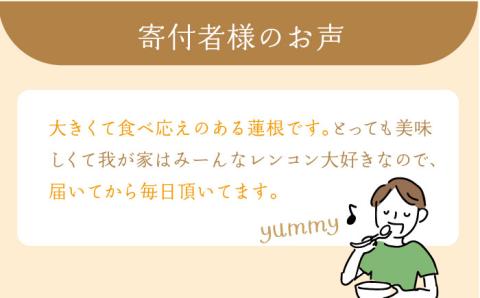 【年末発送】【先行予約】 れんこん（泥付き） 3kg【田島屋れんこん】/農家直送 レンコン 蓮根 佐賀県産 白石町産 野菜 根菜 高品質 九州 佐賀県 白石町 [IAV003]