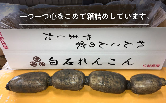 【年末発送】【先行予約】 れんこん（泥付き） 3kg 【れんこんの家やました】/農家直送 レンコン 蓮根 佐賀県産 白石町産 野菜 根菜 高品質 九州 佐賀県 白石町 [IAW003]