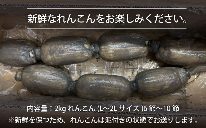 【年末発送】【先行予約】 れんこん（泥付き） 2kg 【れんこんの家やました】/農家直送 レンコン 蓮根 佐賀県産 白石町産 野菜 根菜 高品質 九州 佐賀県 白石町 [IAW004]
