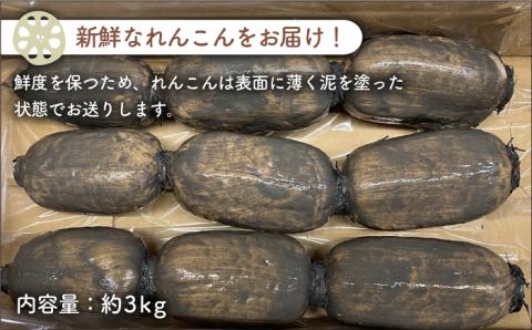 【年内発送】やみつきになる甘さ！ 松尾青果のこだわり白石れんこん 約3kg【松尾青果】泥付き [IBD001]