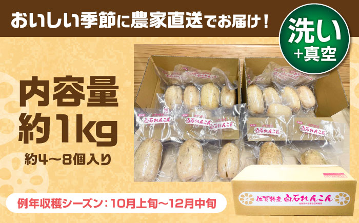 【R8年1月以降発送】【真空れんこん】＜野菜ソムリエサミット金賞受賞＞松尾青果のこだわり白石れんこん 約1kg （4-8個入り）【松尾青果】佐賀県産 農家直送 直送 白石れんこん レンコン 蓮根 根菜 洗いれんこん 野菜 白石町産 高品質 九州 佐賀県 白石町  [IBD016]