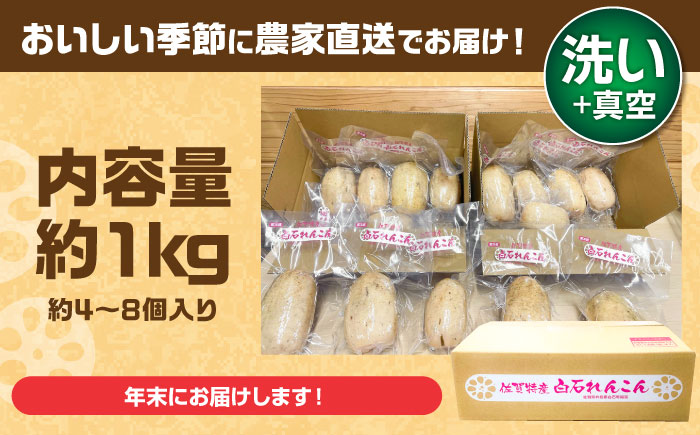 【年末発送】【先行予約】【真空れんこん】＜野菜ソムリエサミット金賞受賞＞松尾青果のこだわり白石れんこん 約1kg （4-8個入り）【松尾青果】 佐賀県産 農家直送 直送 白石れんこん レンコン 蓮根 根菜 野菜 白石町産 高品質 九州 佐賀県 白石町 [IBD018]