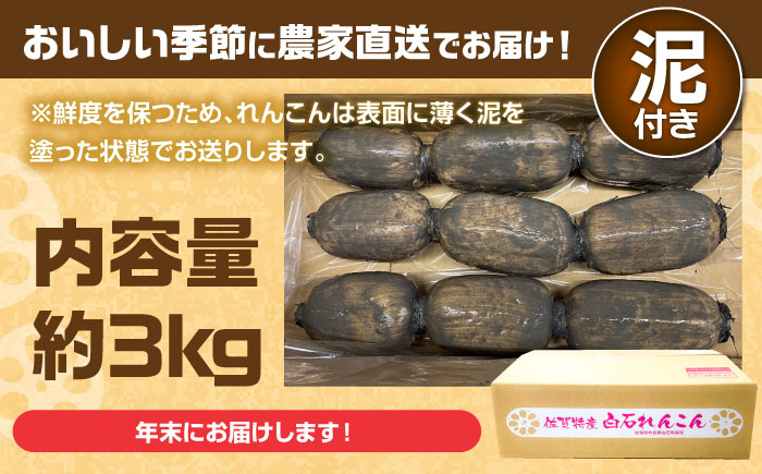 【年末発送】【先行予約】【金賞受賞！】松尾青果のこだわり白石れんこん 約3kg【松尾青果】 [IBD019]