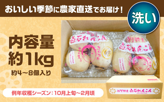 【年内発送】【金賞受賞】洗いれんこん　計1kg（4-8個） 【松尾青果】 [IBD020]
