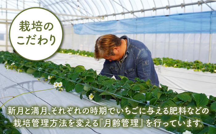 【先行予約】【4回定期便】食べ比べ！いちごさん＆パールホワイト【かわさきいちご】イチゴ [IBG012]