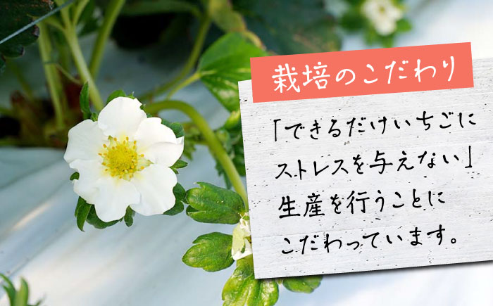 【先行予約】さがほのか 220g×2パック  【鐘ヶ江農園】 [IBH018]
