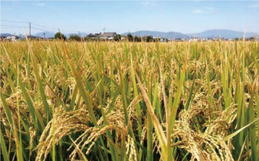 【令和7年10月以降発送】【令和7年度産】【九州米・食味コンクール3年連続入賞！】こだわりの さがびより 20kg（玄米）【白浜農産】お米 [IBL004]