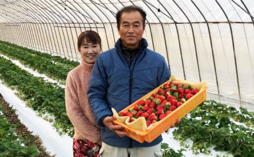 【先行予約】【全5回定期便】特別栽培いちごとスイートコーン 【井崎農園】イチゴ [IBP001]