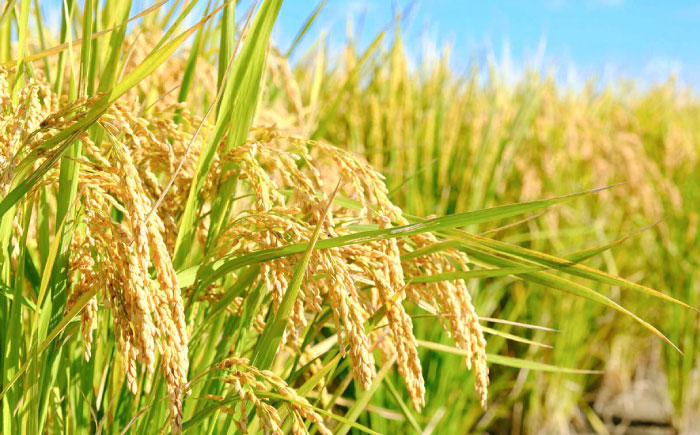 【先行予約】【令和7年度産】こだわりの特別栽培！ 無洗米 夢しずく 5kg 【有限会社定松ファーム】米 お米 [IBV004]