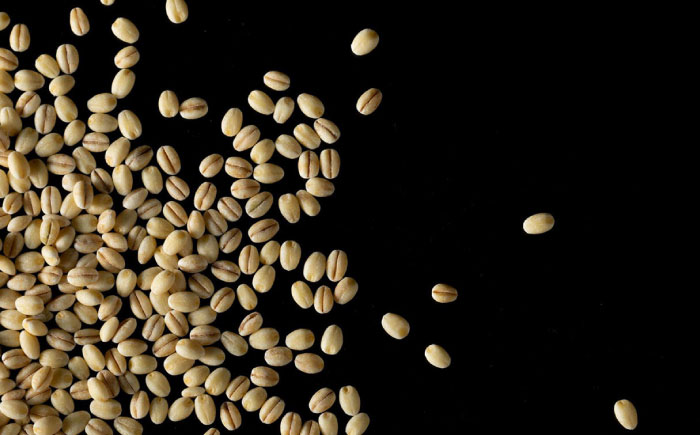 【全2回定期便】もち麦（キラリモチ）計4kg（2kg×2回） 【有限会社定松ファーム】 [IBV008]