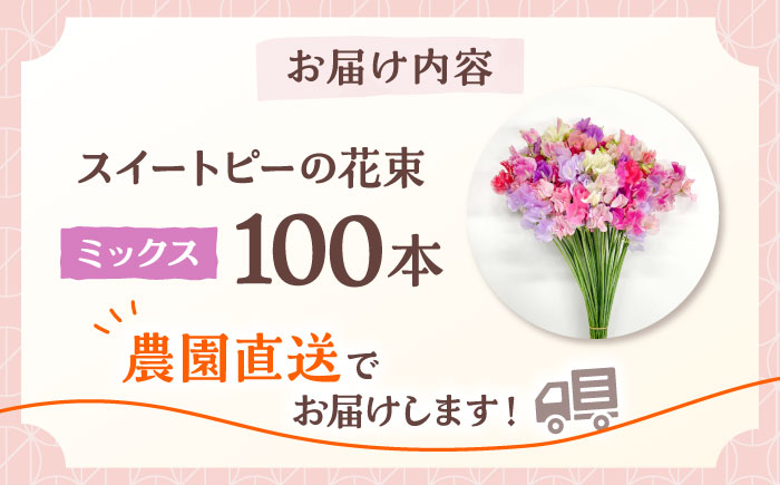 【R7年度12月以降発送】【生産農家直送！】スイートピー 花束 100本（ミックス）【木下農園】生花 [IBW004]