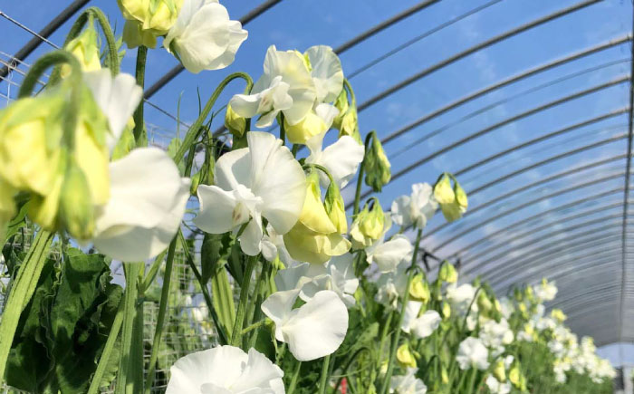 【R8年1月以降発送】 【生産農家直送！】【3回定期便】スイートピー 花束 50本（ミックス）【木下農園】生花 [IBW006]