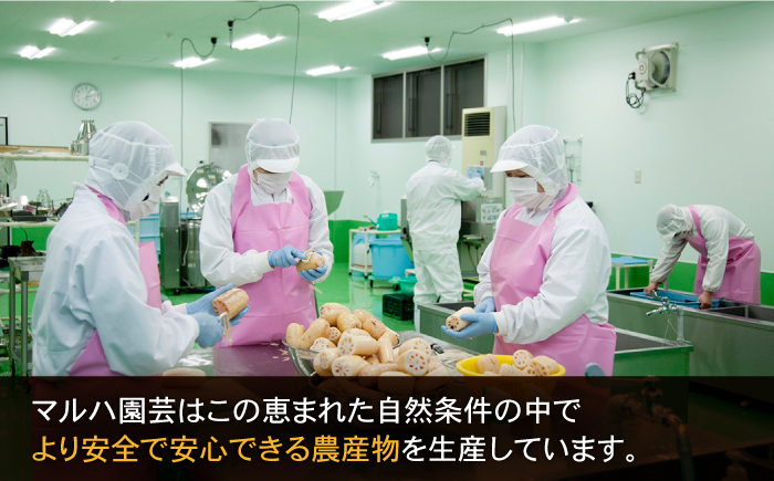 有機JAS れんこん 真空パック入り 300g×4袋（計1.2kg）【有限会社マルハ園芸】 [ICC001]