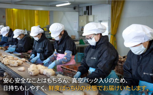【年内発送】洗いれんこん 真空パック入り 300g×12袋（計3.6kg）【有限会社マルハ園芸】レンコン 蓮根 野菜 根菜 [ICC004]