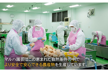 【ギフトにもおすすめ！】れんこんチップス 5袋入り（プレーン味×3袋/石垣の塩味×2袋）【有限会社マルハ園芸】蓮根 [ICC005]