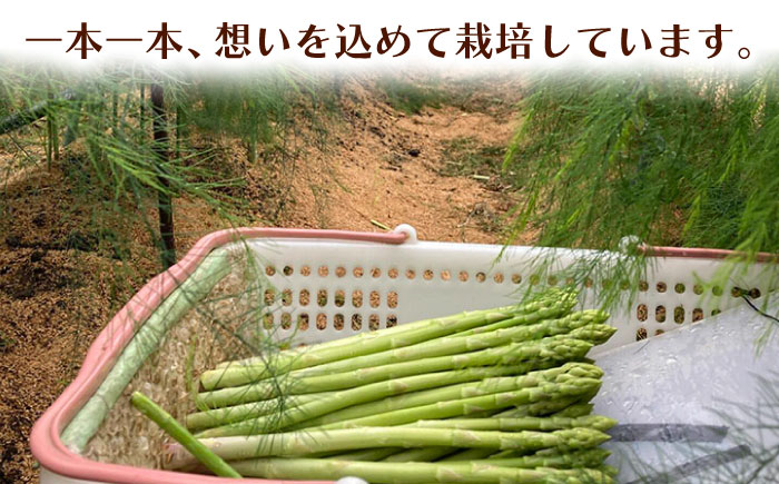 甘くやわらか！こだわり 夏芽 アスパラガス 約1kg【ふぁふぁふぁーむ】アスパラ [ICS002]