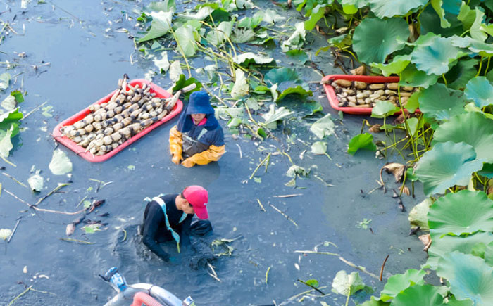 【野菜ソムリエサミット金賞】白石町産 絶品洗いれんこん約1kg【野中農園】 [IDC001]