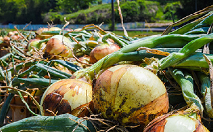 玉ねぎ 10kg 【片渕農園】 [IDG002]