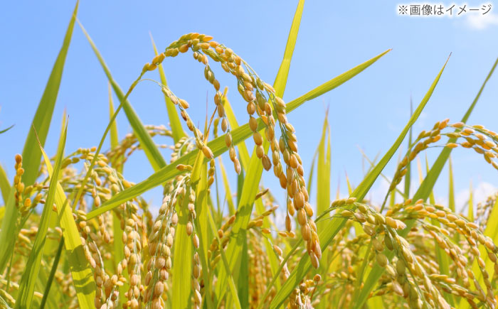 ヒノヒカリ 白米 5kg 【片渕農園】 [IDG003]