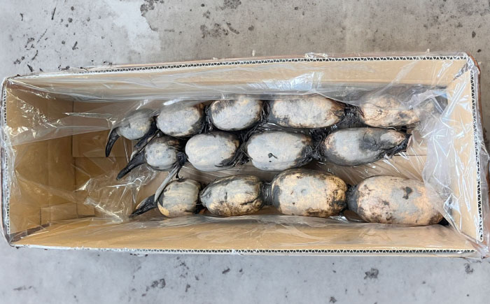 【年内発送】泥付きれんこん 約3kg 【勝農園】[IDK002]