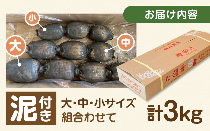 【R8年2月以降発送】泥付きれんこん 大蓮愛 3kg 【池上ファーム】 [IDN001]