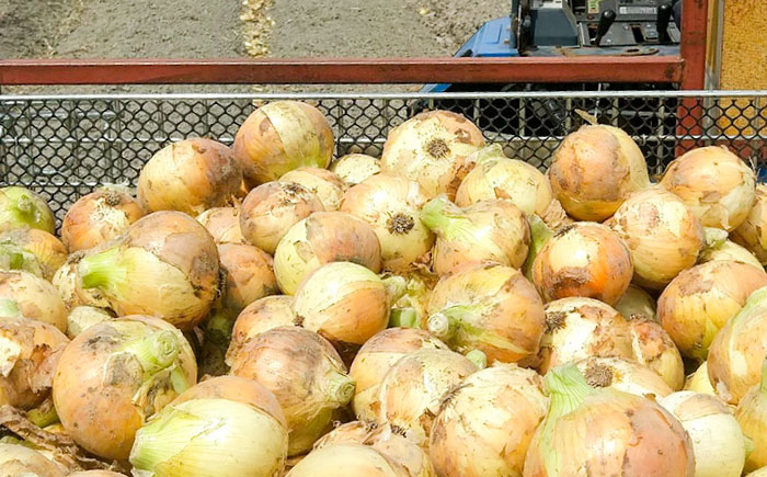 【やさしい玉ねぎ】白石産玉ねぎ 約5kg（Mサイズ）【川崎ファーム】 [IDQ003]