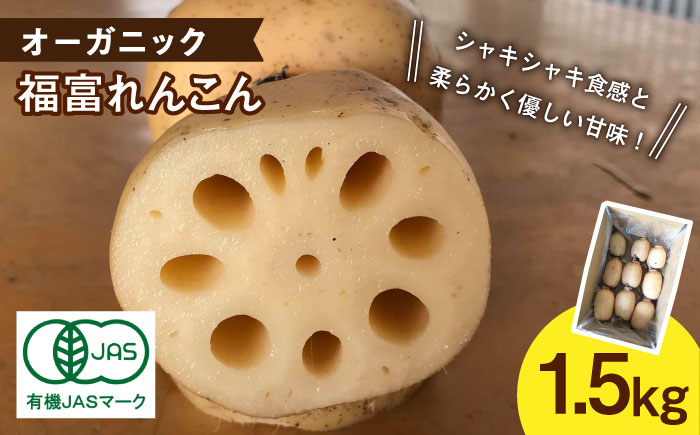 【年内発送】【節切り】（洗い）希少な オーガニック 福富 れんこん 1.5kg【中島農園】 佐賀県産 農家直送 直送 白石れんこん レンコン 蓮根 根菜 洗いれんこん 野菜 有機JAS 新鮮 白石町産 高品質 九州 佐賀県 白石町 [IBC003]