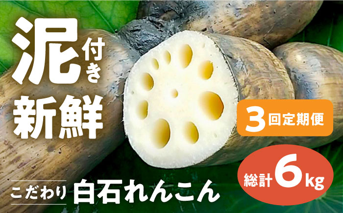 【先行予約】【全3回定期便】 れんこん 2kg×3回（総計6kg） 【れんこんの家やました】蓮根 [IAW005]