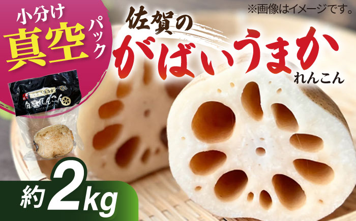 【R8年1月以降発送】【真空パック】新鮮でおいしい！ 佐賀のがばいうまかレンコン 約2kg【有限会社白石開発】 /蓮根 レンコン 佐賀県産 白石町産 野菜 根菜 小分け 真空 保存 [IBN006]