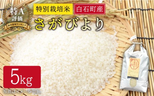 【令和6年度産】特別栽培米 白石産 さがびより（5kg）【道の駅しろいしカンパニー】白米 [IAA006]