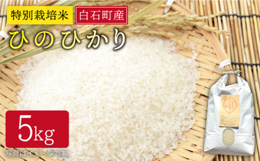 【令和6年度産】特別栽培米 白石産 ひのひかり（5kg）【道の駅しろいしカンパニー】白米 [IAA007]