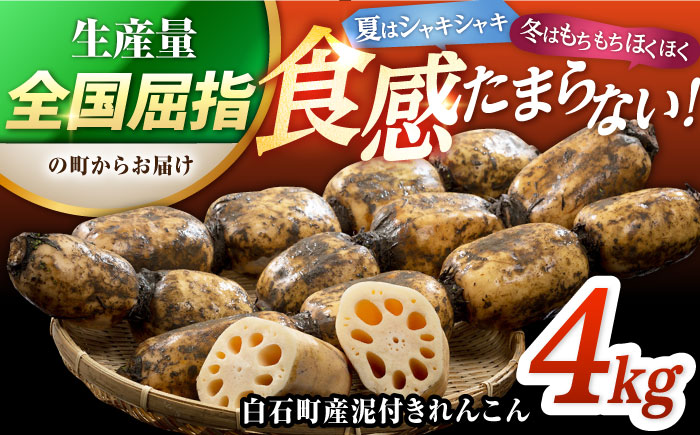 【2026年1月以降発送】白石町産 泥付きれんこん （4kg） 【佐賀県農業協同組合】レンコン 蓮根 野菜 根菜 佐賀県産 九州 佐賀県 白石町 [IAK015]