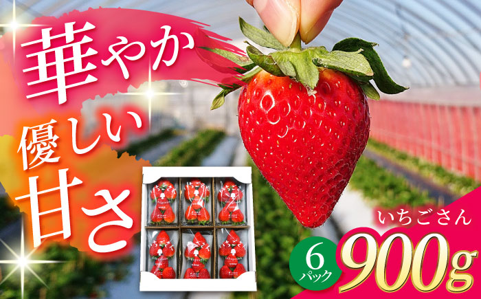 【R8年1月以降発送】 白石町産 いちごさん （150g×6パック） 【佐賀県農業協同組合】 イチゴ [IAK016]