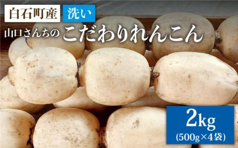 【年内発送】【農家直送！】 洗いれんこん 2kg（500g×4袋） ～山口さんちの贈り物～【y'scompany】佐賀県産 れんこん レンコン 洗い 洗いれんこん  人気 高評価 九州 佐賀県 白石町 [IAS003]