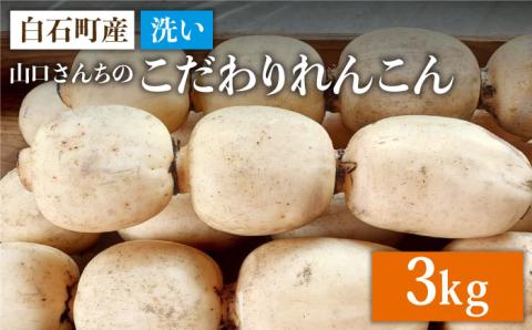 【年内発送】【農家直送！】洗いれんこん 3kg～山口さんちの贈り物～【y'scompany】佐賀県産 人気 高評価 九州 佐賀県 白石町 [IAS004]