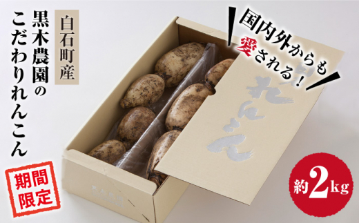 【R8年1月以降発送】おいしさ絶品！こだわりれんこん 約2kg 化粧箱 （白）【黒木農園】泥付き [IAU001]