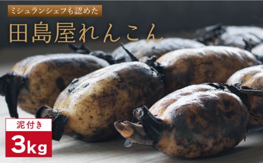 【年内発送】【ミシュランシェフも認めた】 れんこん（泥付き） 3kg【田島屋れんこん】/農家直送 直送 レンコン 蓮根 佐賀県 白石町 野菜 根菜 高品質 九州 佐賀県 白石町 [IAV001]
