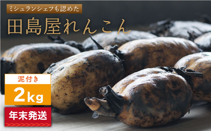 【年末発送】【先行予約】 れんこん（泥付き） 2kg 【田島屋れんこん】 農家直送 レンコン 蓮根 佐賀県産 白石町産 野菜 根菜 高品質 佐賀県 白石町 九州 佐賀県 白石町 [IAV004]