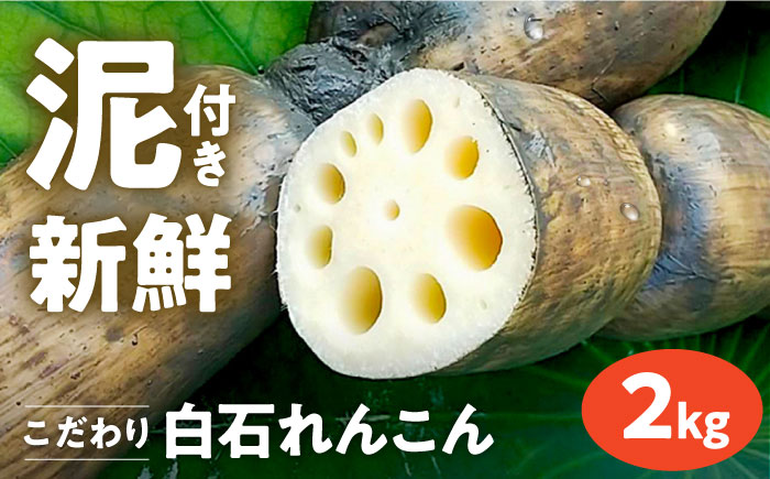 【年内発送】【農家直送！】 れんこん（泥付き） 2kg 【れんこんの家やました】/ レンコン 蓮根 佐賀県産 白石町産 野菜 根菜 高品質 九州 佐賀県 白石町 [IAW002]
