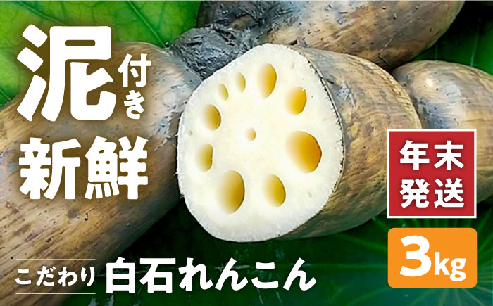 【年末発送】【先行予約】 れんこん（泥付き） 3kg 【れんこんの家やました】/農家直送 レンコン 蓮根 佐賀県産 白石町産 野菜 根菜 高品質 九州 佐賀県 白石町 [IAW003]