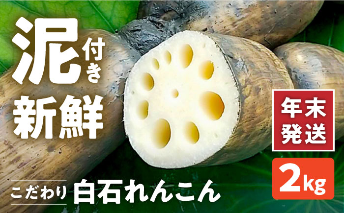 【年末発送】【先行予約】 れんこん（泥付き） 2kg 【れんこんの家やました】/農家直送 レンコン 蓮根 佐賀県産 白石町産 野菜 根菜 高品質 九州 佐賀県 白石町 [IAW004]
