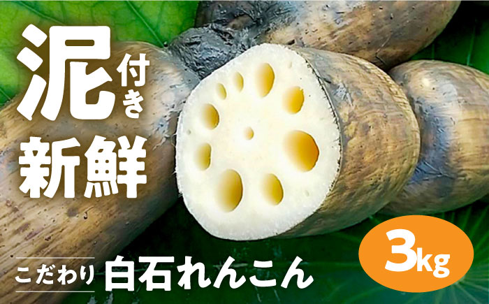 【年内発送】【農家直送！】 れんこん（泥付き） 3kg 【れんこんの家やました】/レンコン 蓮根 佐賀県産 白石町産 野菜 根菜 高品質 九州 佐賀県 白石町 [IAW006]